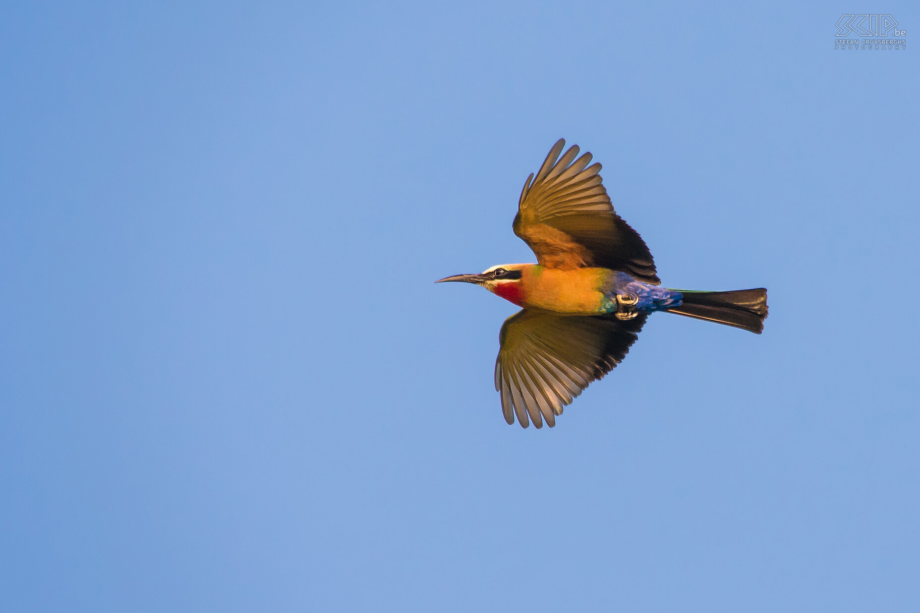 Lower Zambezi - White-fronted bee-eater White-fronted bee-eaters (Merops bullockoides) eat insects such as dragonflies, grasshoppers, wasps, bumblebees, beetles, ... Stefan Cruysberghs